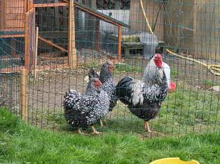 WYANDOTTEN Bruteier, 2.5 €, Marktplatz-Tiere & Tierbedarf in 3900 Schwarzenau